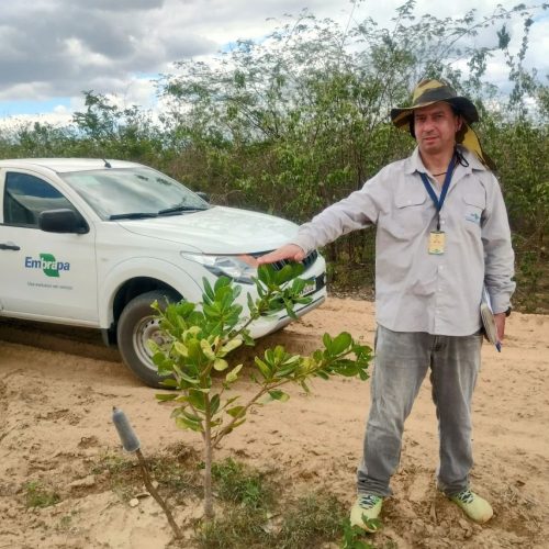 Serra do Mel fortalece a cajucultura com parcerias e inovações no campo