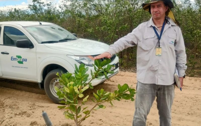 Serra do Mel fortalece a cajucultura com parcerias e inovações no campo