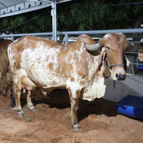 Expo Seridó 2026 reforça tradição agropecuária e amplia expectativa de negócios em Caicó