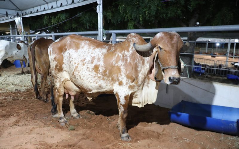 Expo Seridó 2026 reforça tradição agropecuária e amplia expectativa de negócios em Caicó