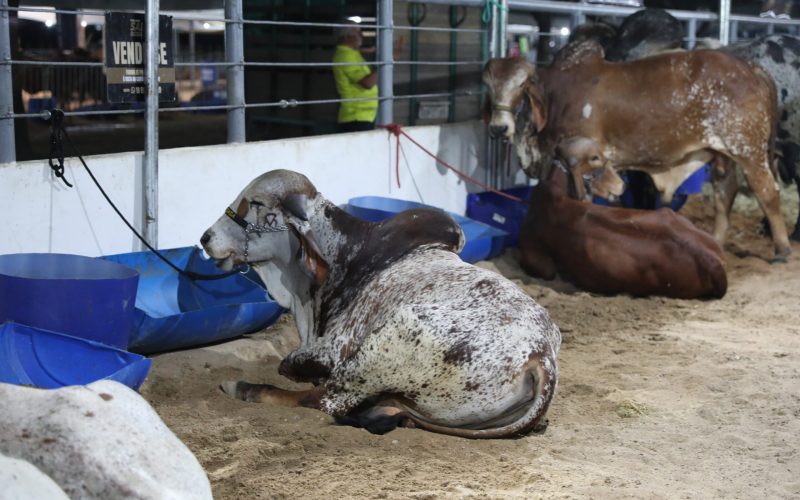 7ª EXPOESTE fortalece a agropecuária no Oeste potiguar; Evento segue até amanhã (25)