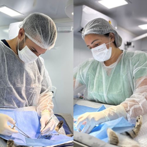 União Pet Brasil celebra 3 anos com uma ação de 3 mil castrações gratuitas em Natal