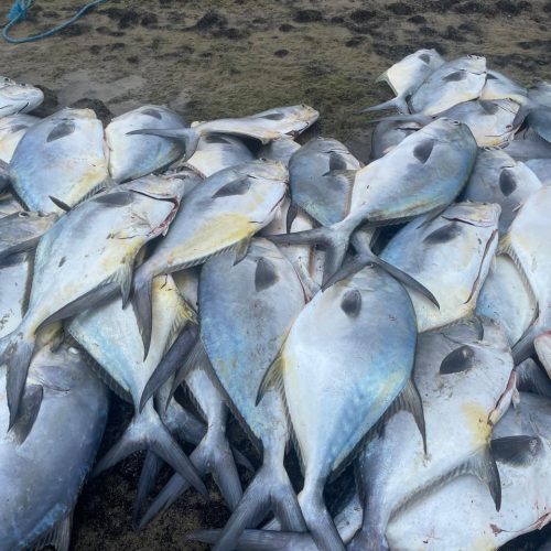 Pescadores de Galinhos comemoram safra histórica de peixes