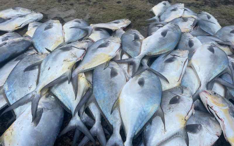 Pescadores de Galinhos comemoram safra histórica de peixes