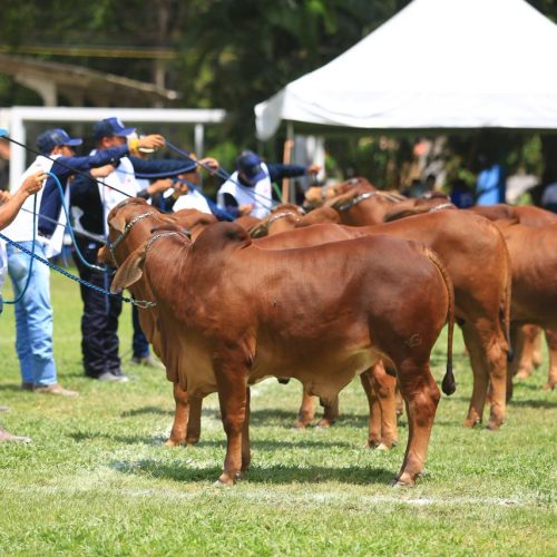 Festa do Boi 2025: expectativa é movimentar mais de R$ 85 milhões em nove dias de feira