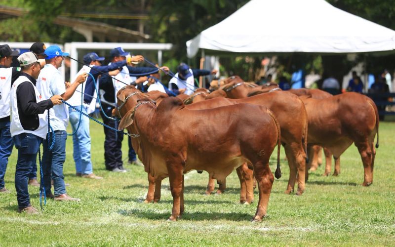 Festa do Boi 2025: expectativa é movimentar mais de R$ 85 milhões em nove dias de feira