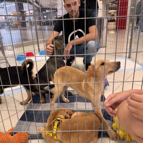 Pets resgatados pela Associação de Proteção aos Animais participam de evento de adoção