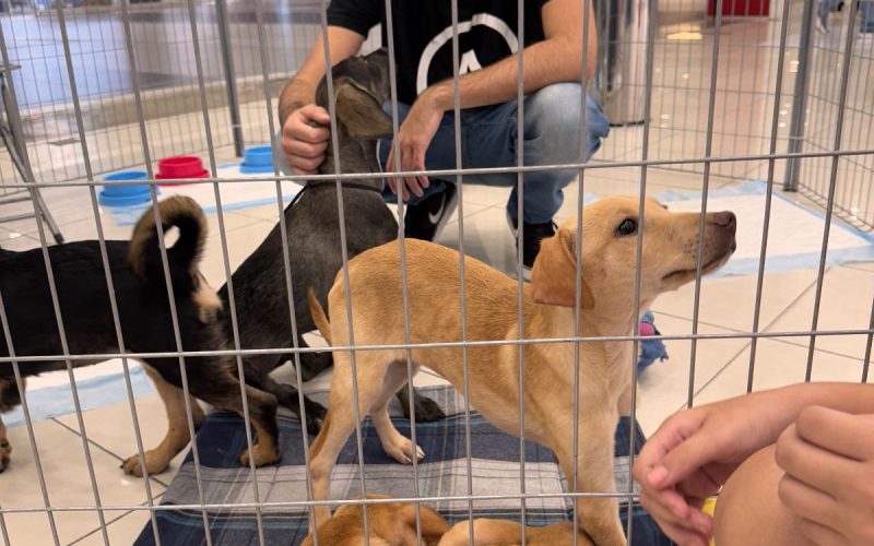 Pets resgatados pela Associação de Proteção aos Animais participam de evento de adoção