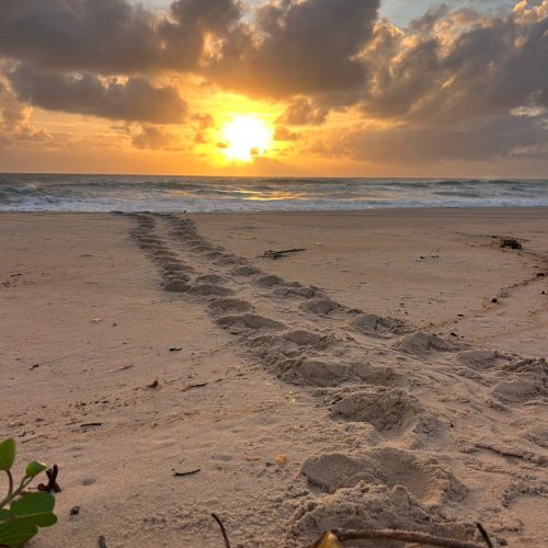 Equipe de monitoramento flagra desova de tartarugas-de-pente no período da manhã