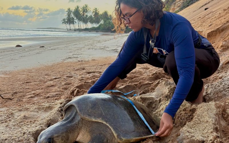 Quatro espécies de tartarugas-marinhas estão entre os animais ameaçados de extinção no RN