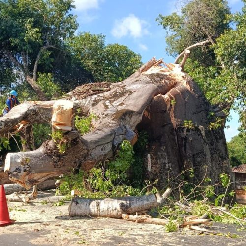 Clarissa Matias notificou órgãos responsáveis sobre risco do Baobá de Jundiaí antes da queda