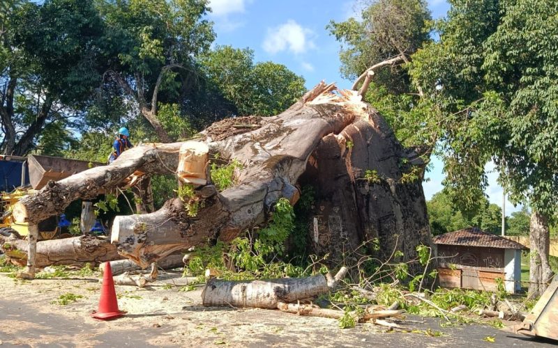 Clarissa Matias notificou órgãos responsáveis sobre risco do Baobá de Jundiaí antes da queda
