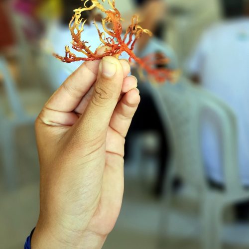 Cultivo de algas gera renda e preserva o meio ambiente potiguar