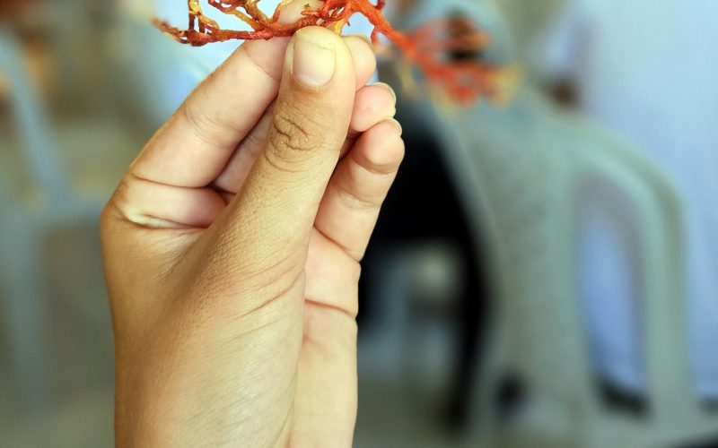 Cultivo de algas gera renda e preserva o meio ambiente potiguar