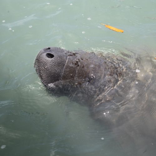 Projeto Cetáceos da UERN realizou translocação dos peixes-bois fêmeas nesta terça (24)