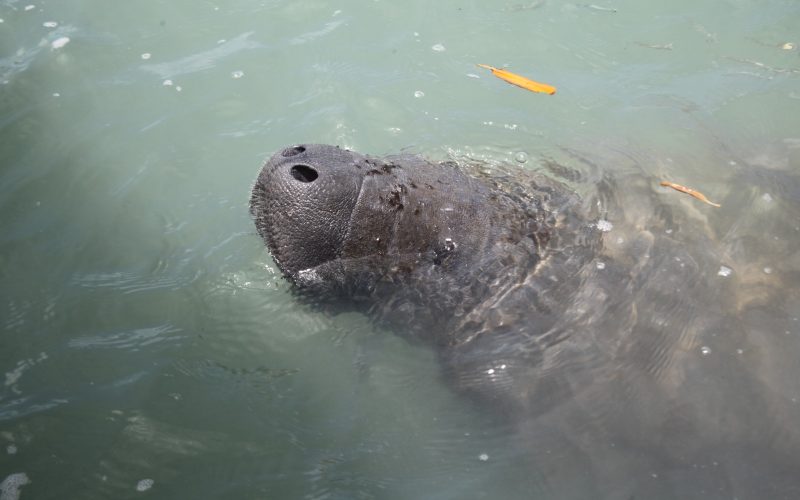 Projeto Cetáceos da UERN realizou translocação dos peixes-bois fêmeas nesta terça (24)