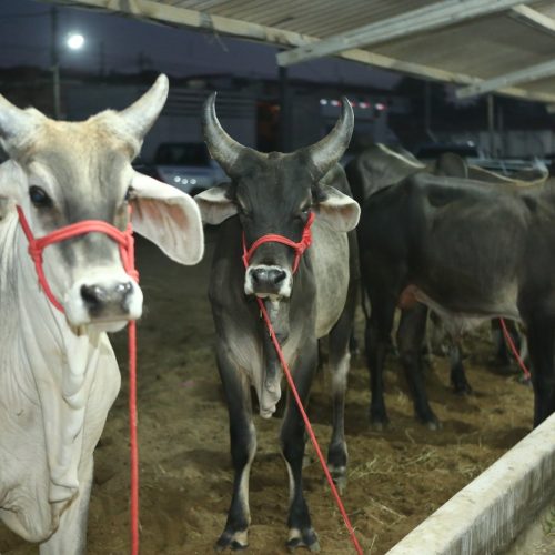 Exponovos abre calendário agropecuário do Seridó e reforça fortalecimento do setor no RN