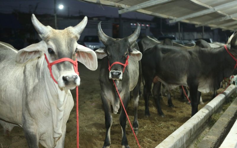 27ª Exponovos movimenta a região do Seridó neste fim de semana