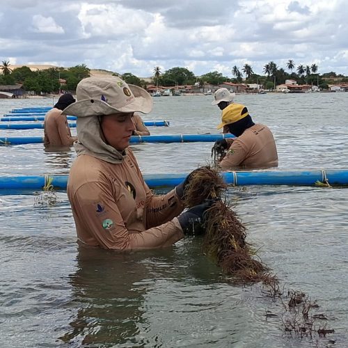 Projeto de cultivo de algas marinhas realiza Minicurso de Produção de Biofertilizantes.