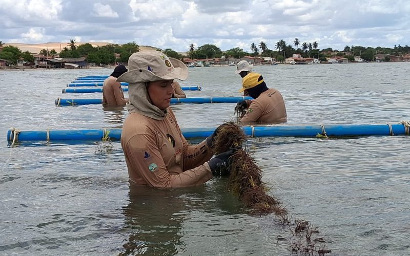 Projeto de cultivo de algas marinhas realiza Minicurso de Produção de Biofertilizantes.
