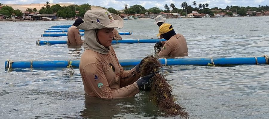 Projeto de cultivo de algas marinhas realiza Minicurso de Produção de Biofertilizantes.
