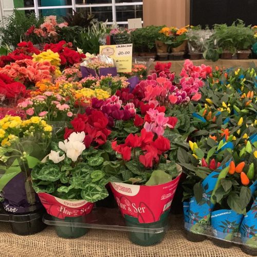 O presente que floresce com o amor: Feira de Holambra celebra o Mês das Mães em Natal