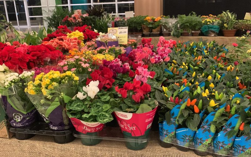 O presente que floresce com o amor: Feira de Holambra celebra o Mês das Mães em Natal