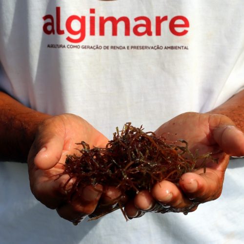 Projeto realiza minicurso gratuito de gastronomia com algas marinhas
