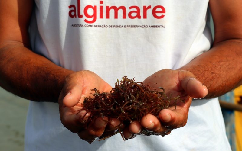Projeto realiza minicurso gratuito de gastronomia com algas marinhas