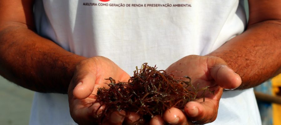 Projeto realiza minicurso gratuito de gastronomia com algas marinhas