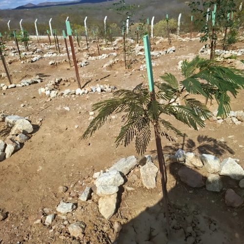 Organização Atitude Social e Ambiental transforma áreas desertificadas em novas florestas no Rio Grande do Norte