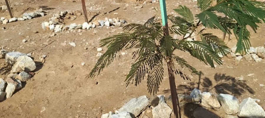 Organização Atitude Social e Ambiental transforma áreas desertificadas em novas florestas no Rio Grande do Norte