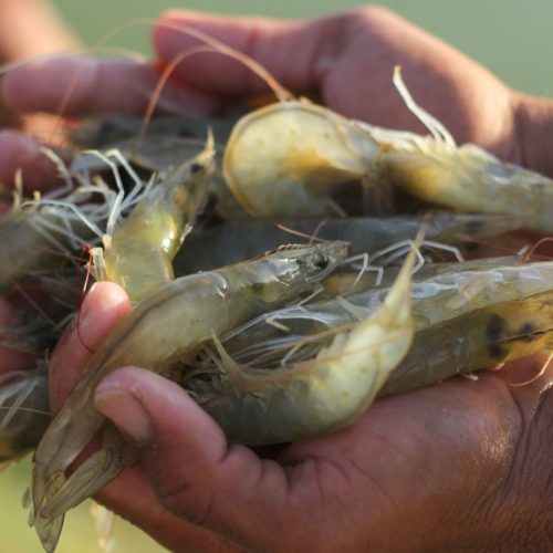 FENACAM’26 reúne cadeia da aquicultura em Natal com foco em negócios e expansão de mercados