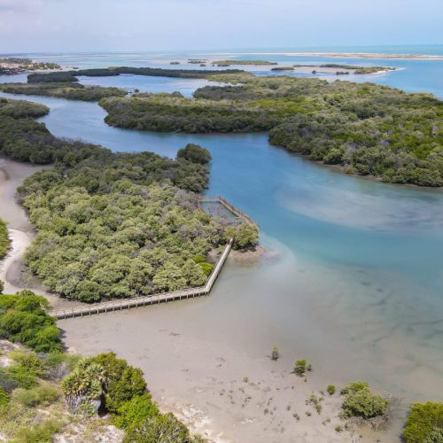 Equipes do Idema e Emprotur promovem soltura do Peixe-Boi Angelina em Diogo Lopes