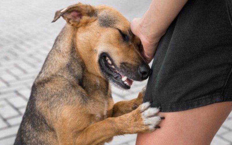 cão