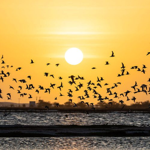 Rio Grande do Norte é destaque em evento nacional de observação de aves