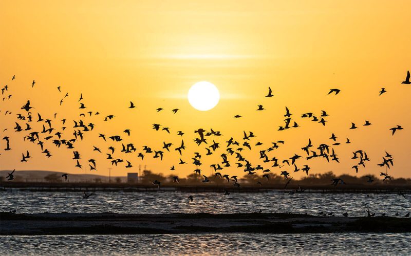 Rio Grande do Norte é destaque em evento nacional de observação de aves
