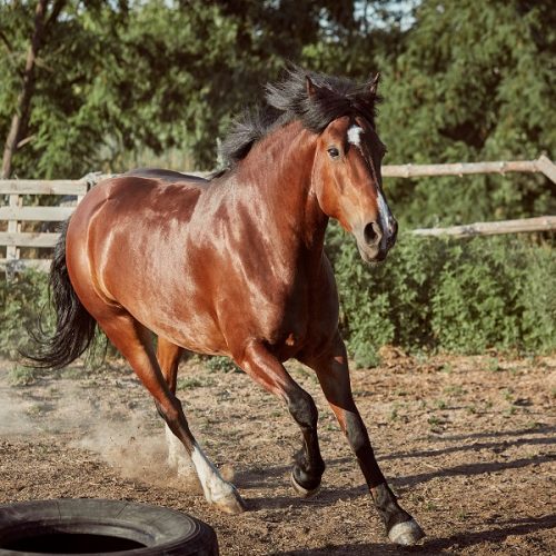 Horse running in the paddock on the sand in summer. Animals on the ranch.