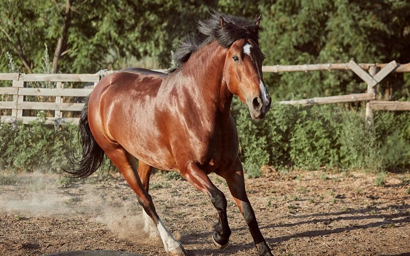 Horse running in the paddock on the sand in summer. Animals on the ranch.