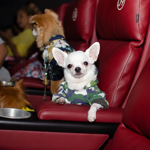 CINEPET realiza a 1ª edição de 2026 , neste domingo (29), no Moviecom Praia Shopping