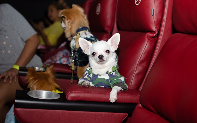 CINEPET realiza a 1ª edição de 2026 , neste domingo (29), no Moviecom Praia Shopping