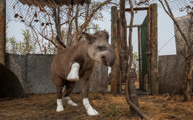 Foto de anta machucada no Pantanal vence concurso internacional de fotografia