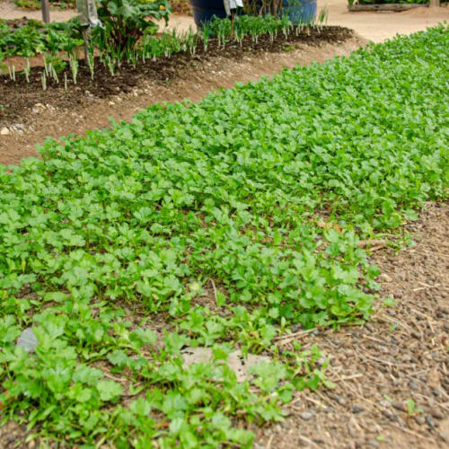 Projeto ‘Quintas Produtivos’ beneficia 10 famílias quilombolas de Portalegre