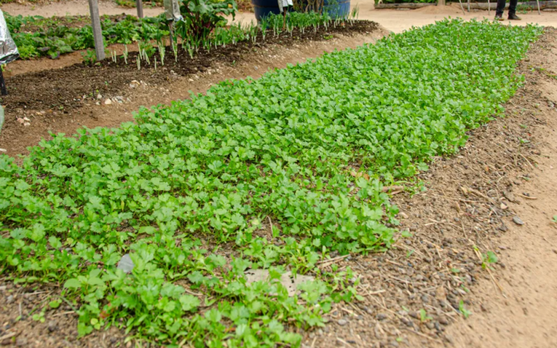 Projeto ‘Quintas Produtivos’ beneficia 10 famílias quilombolas de Portalegre