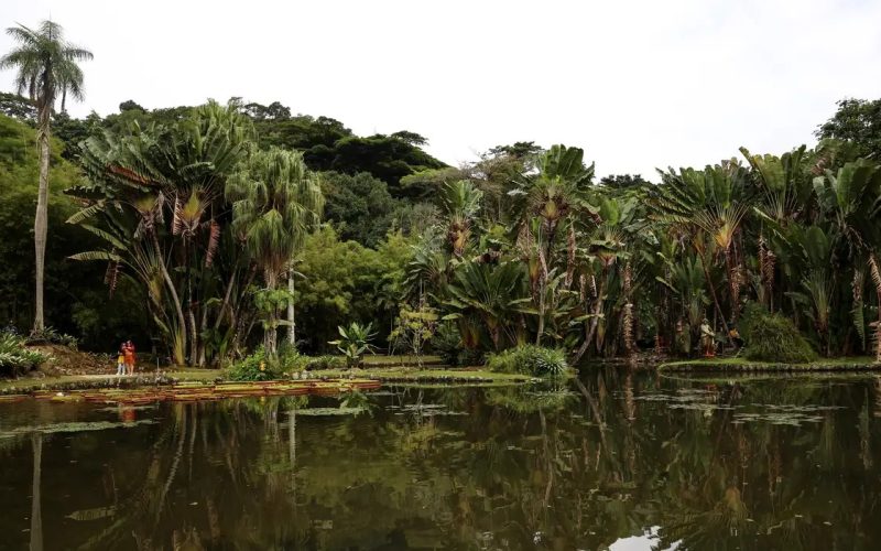 Concurso de Fotografia Limpa Brasil 2025 abre inscrições para celebrar ações ambientais no país