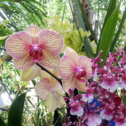 Museu Câmara Cascudo recebe mostra de orquídeas neste fim de semana