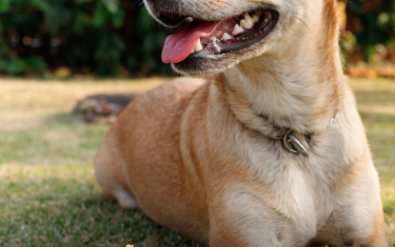 Inscrições abertas para a 1ª edição do Animalia Fest